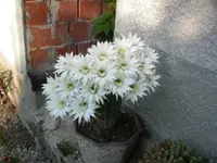 DSCN1077.webp