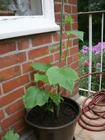 Gurke 10.08.12-1.webp