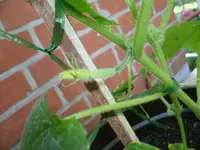 Gurke 12.08.12.webp