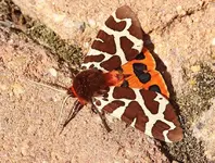 Brauner Bär_Weibchen_smaller.webp