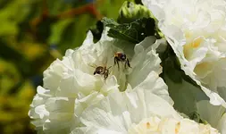 2 Bienen auf weißer Stockrose_900.webp
