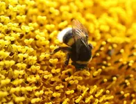 Hummel auf Sonnenblume2_1000.webp