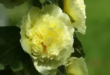 gelbe Stockrose_1000.webp