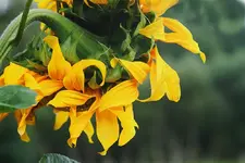 Sonnenblume von hinten_1000.webp