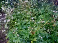 Foto 14.webp