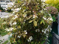 P1020208.webp