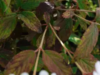 P1020211.webp