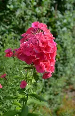 DSC_9551 Phlox.webp