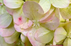 DSC_9702 Hortensie.webp