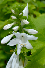 DSC_9703 Hosta.webp