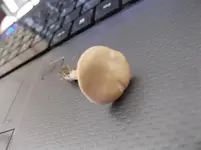 pilz2.webp