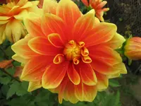Dalie_Gelb_Orange.webp