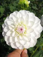 Dalie_weiß_Pompom.webp