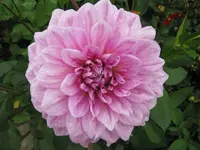 Dalie_Flieder.webp
