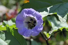 blaue lampionblume.webp