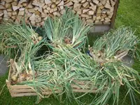 ernte 2012 002.webp