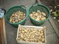 ernte 2012 001.webp