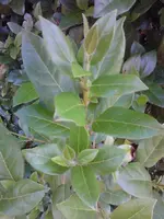 IMG_20120812_170948 - Kopie.webp