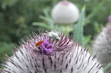 2012_0731Sommer0040.webp