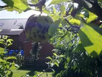 Apfel mit Punkten.webp