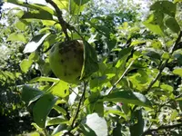 Apfel.webp