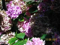 Suchbild 100_1165 (Large).webp