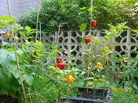gr.Haba 100_1160 (Large).webp