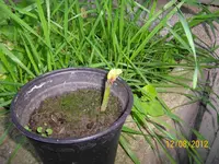 Steckling Feige 100_1169 (Large).webp