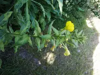 mit Blüte.webp