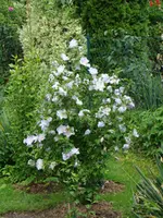 Star der Sommerpause.webp