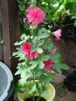 Stockrose ohne Rost.webp