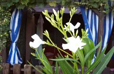 Oleander.webp