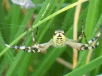Spinne.webp
