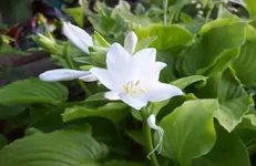Blüte 9.webp