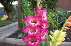 Blüte 7.webp
