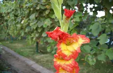 Blüte 6.webp