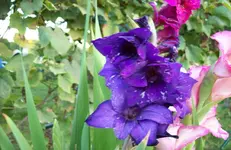 Blüte 5.webp