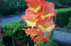 Blüte 4.webp