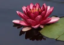 Seerose 12.8..webp