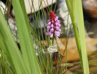 Orchideenprimel.webp