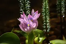 Wasserhyazinthe 12.8..webp