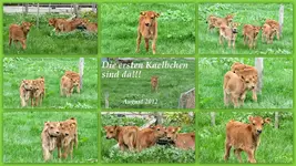 Kaelber btv (1).webp
