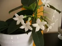 IMGP0297.webp