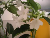 IMGP0298.webp