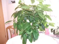 2012_0812120004.webp