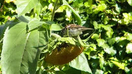 DSCN3509.webp