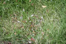 Fliegen , Ameisen (1).webp