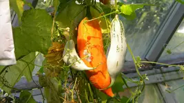 DSCN3520.webp