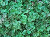 CIMG0735.webp