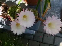 DSC09651.webp